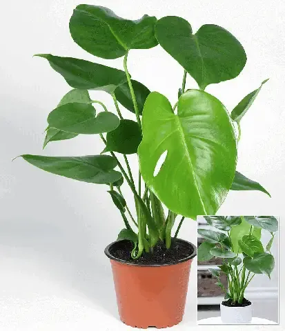 Cây môn tai phật phong thủy mang lại may mắn