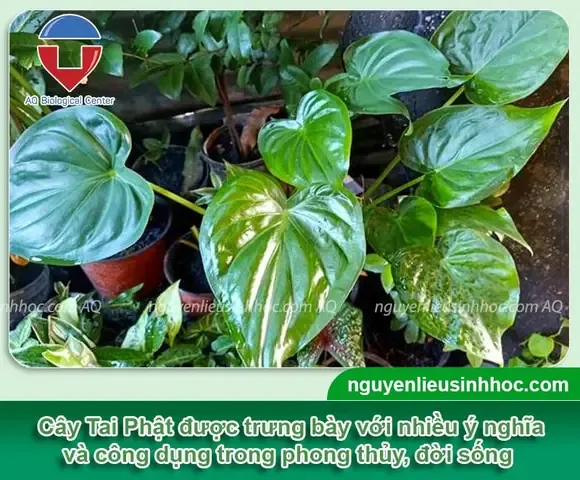 Cây tai phật xanh tốt trong chậu sứ trắng