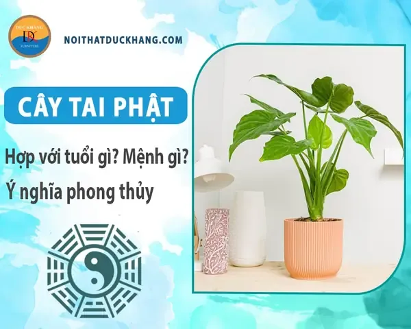 Cách nhân giống cây tai phật đơn giản tại nhà