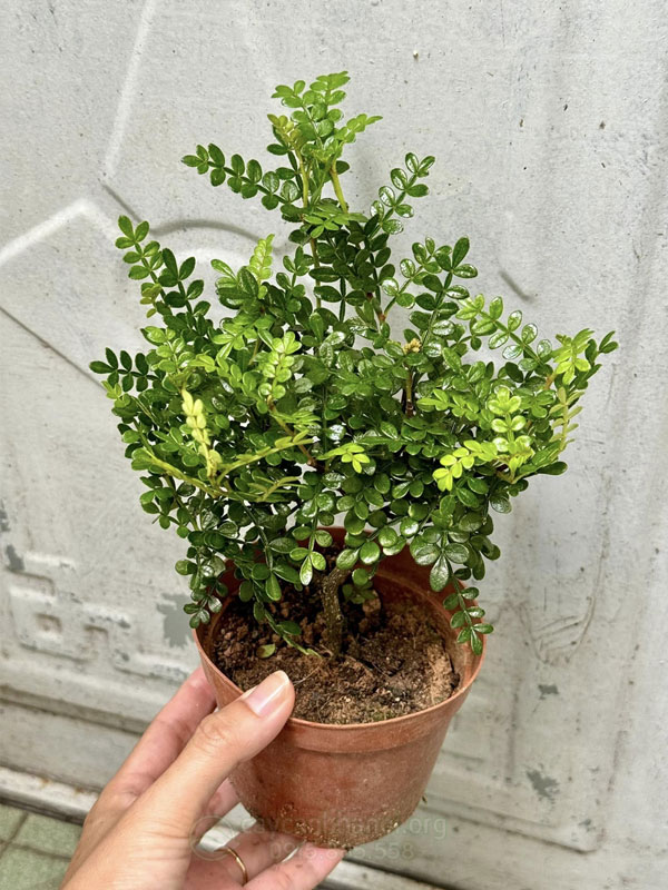 Cây Hoàng Tinh Hoa Đỏ: Hướng Dẫn Chi Tiết Từ Trồng Đến Dược Liệu Quý