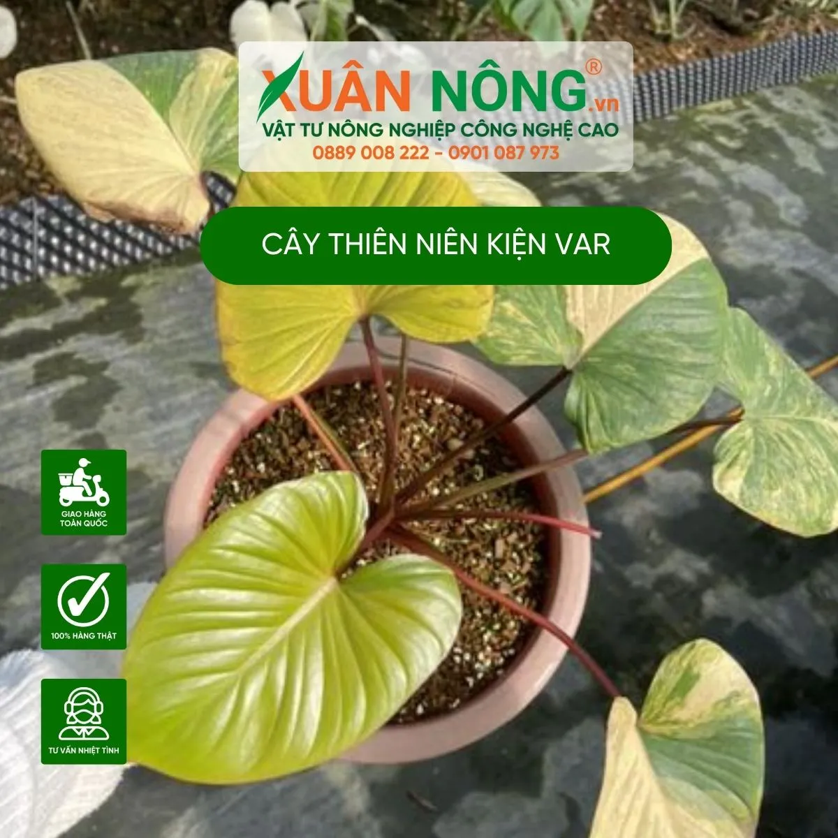 Hình ảnh cây Thiên Niên Kiện var với lá xanh mướt và gân rõ nét