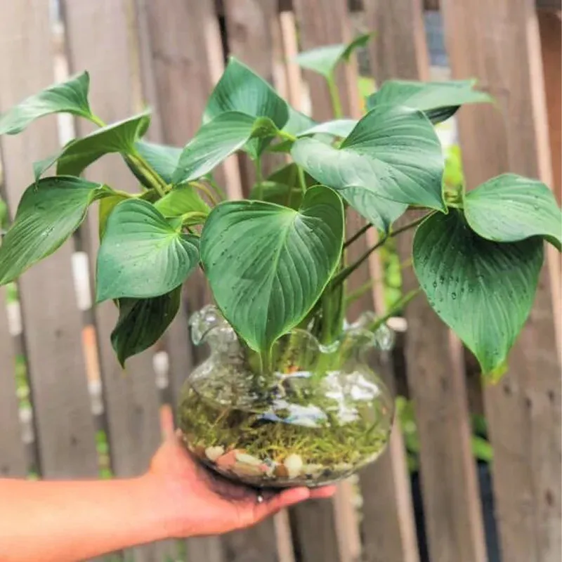 Các loại cây trồng thủy sinh dễ trồng - Cây thanh tâm