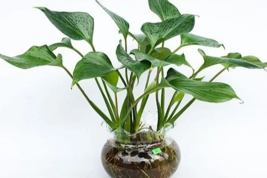 Cây trồng trong nước - Cây thanh tâm với vẻ ngoài xanh thẫm.