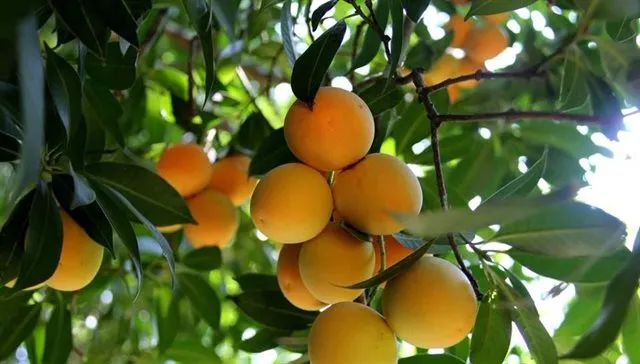 Cây thanh trà mang lại giá trị kinh tế cao cho nhà vườn