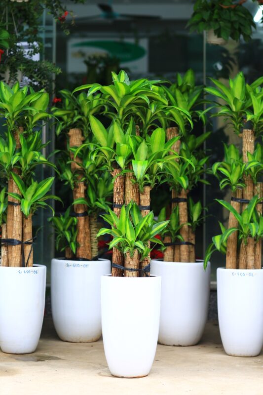 Cách Trồng Và Chăm Sóc Cây Thiết Mộc Lan Trong Nhà Chuẩn Chuyên Gia