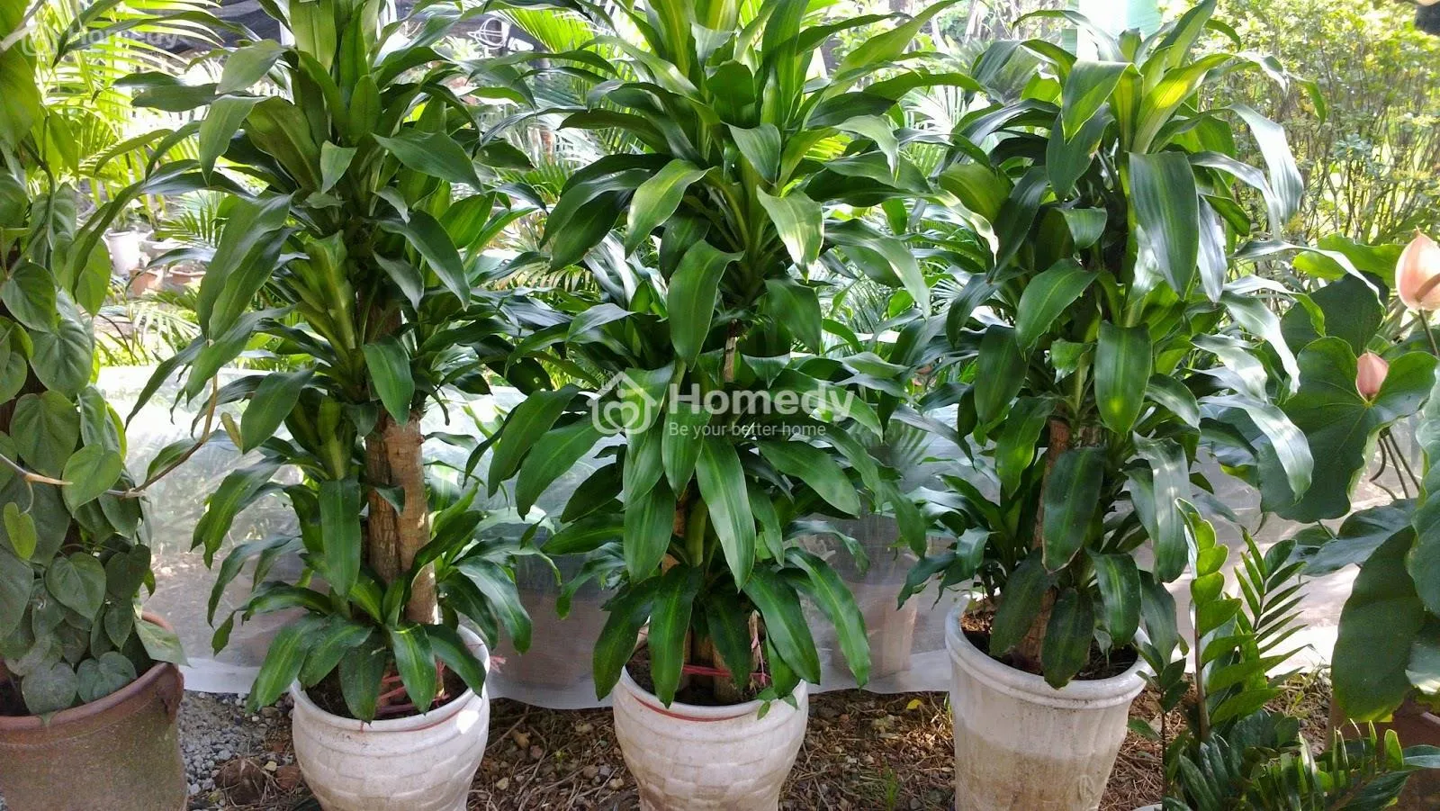 Thiết mộc lan thể hiện cho mong muốn phát tài, phát lộc