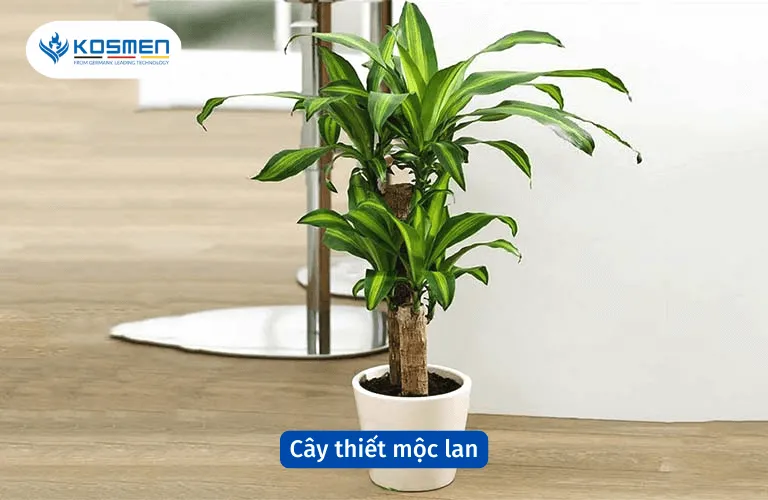 Cây thiết mộc lan hút mùi hôi và làm sạch không khí