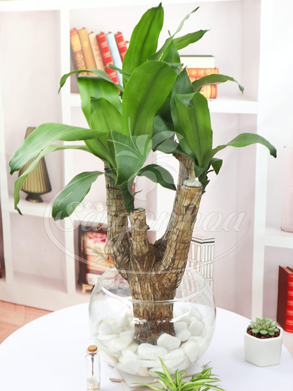 Hoa Cây Thiết Mộc Lan: Bí Quyết Trồng Và Chăm Sóc Tại Nhà