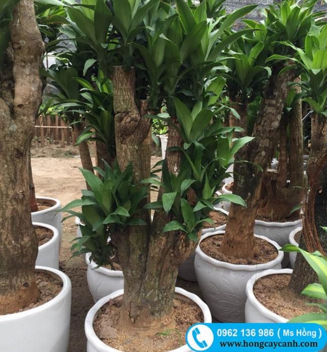 Có Nên Trồng Cây Hoa Ngọc Lan Trước Nhà? Ý Nghĩa Phong Thủy Và Cách Chăm Sóc