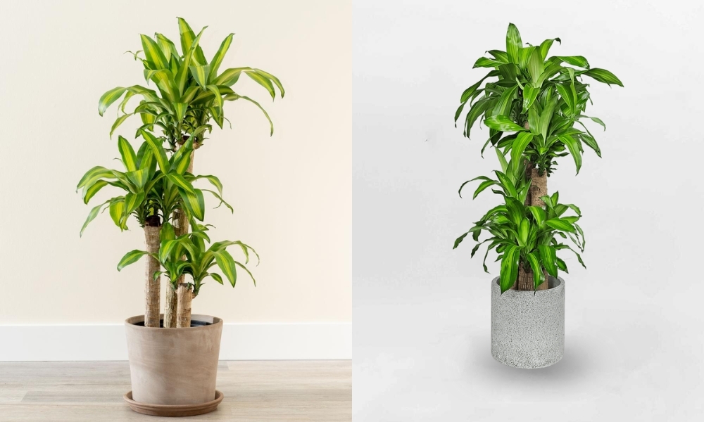 Cây Thiết Mộc Lan Kiểng