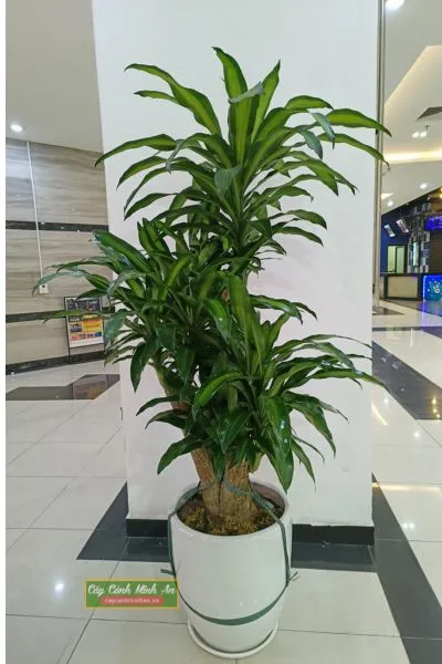 Cây thiết mộc lan với lá xanh tươi