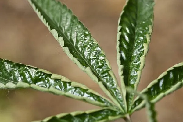 Thừa kali gây thiếu magie: lá vàng giữa các gân lá, gân chính vẫn xanh