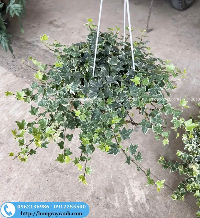 Cây thường xuân cẩm thạch