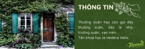 CÂY THƯỜNG XUÂN – Ý NGHĨA VÀ CÁCH CHĂM SÓC