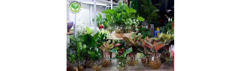 Cây thủy canh trang trí văn phòng xanh mát