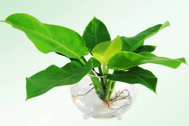 Cây Trầu Bà Đế Vương thủy sinh