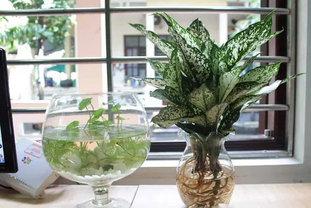 Cây Ngọc Ngân thủy sinh