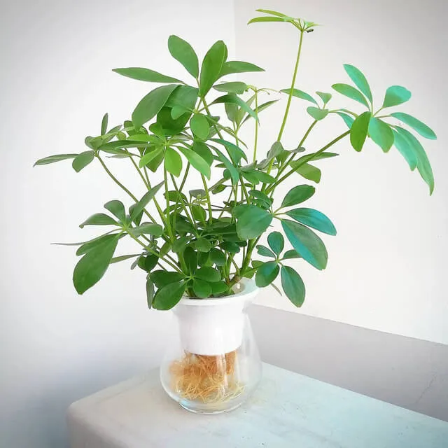 Cây Ngũ Gia Bì thủy sinh