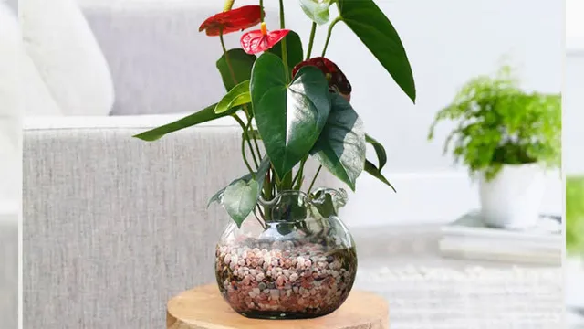 Cây Hồng Môn thủy sinh