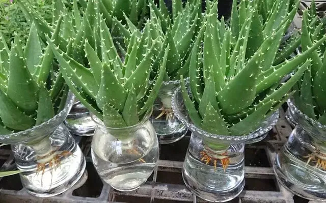 Cây nha đam thủy sinh