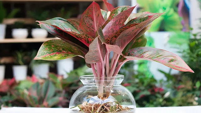 Cây Thịnh Vượng thủy sinh