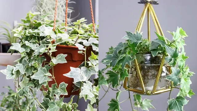 Dây Thường Xuân thủy sinh