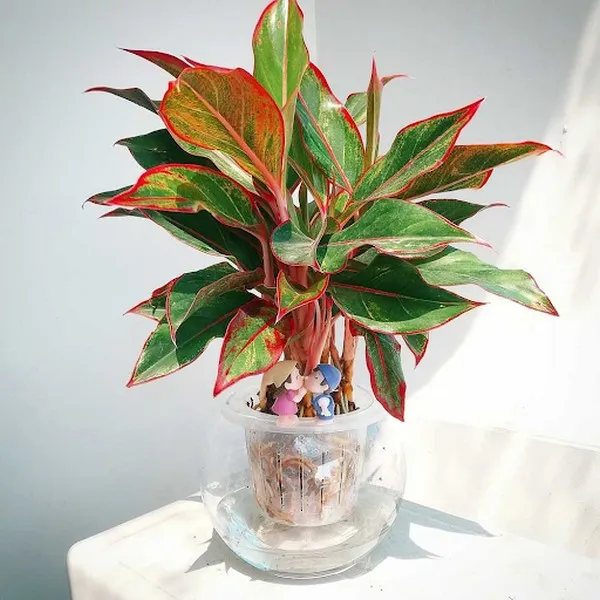 Cây thuỷ sinh Kim Tiền