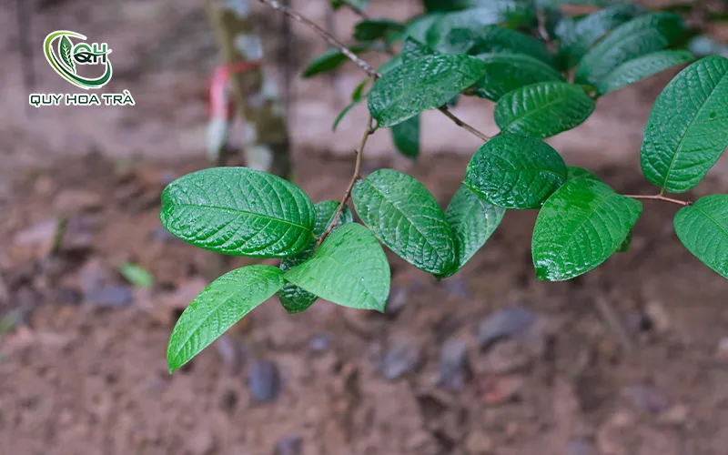 Hướng dẫn cắt tỉa và phòng trừ sâu bệnh cho cây trà hoa vàng