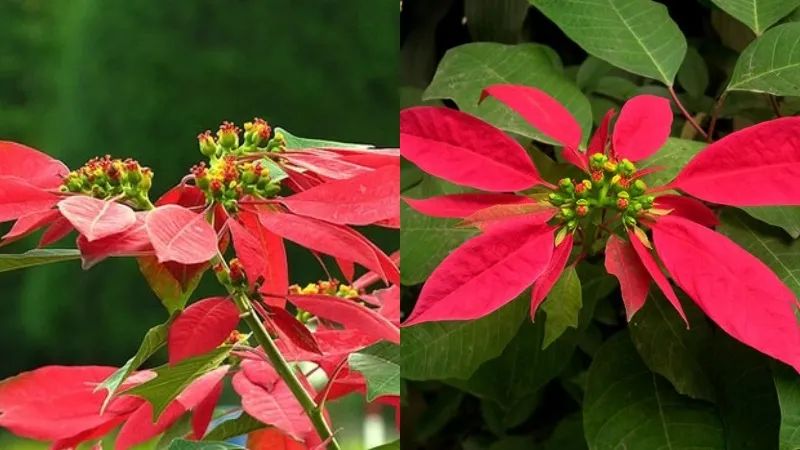 Hoa trạng nguyên mang lại sự thành công và đỗ đạt cho người tuổi Tý