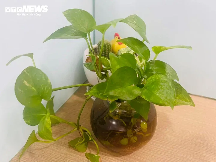 Cây trầu bà với lá xanh mướt, hình trái tim đặc trưng, thích hợp trang trí nội thất.