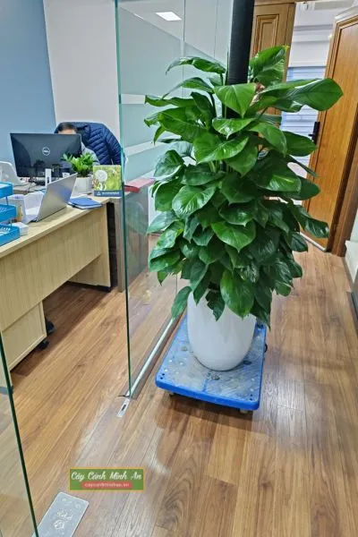 Cây trầu bà cột với tán lá xanh mướt