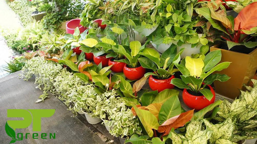 Trầu bà đế vương trồng trong chậu trang trí