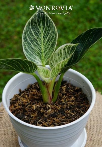 Cây Đế Vương Có Hoa Không Và Cách Trồng Chuẩn Xác
