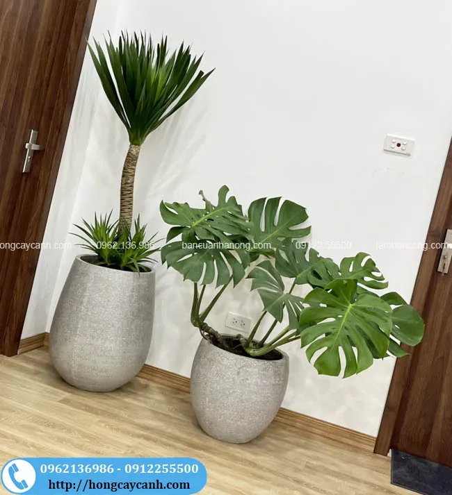 Cây monstera và phát tài núi lên chậu đá mài