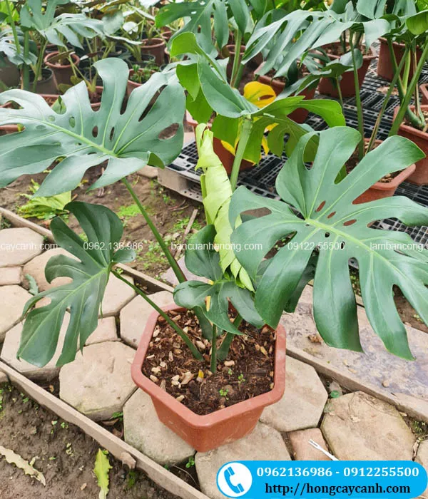 Cây trầu bà lá xẻ decor phong cách nhiệt đới