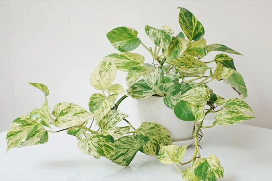 Cây trầu bà PITO