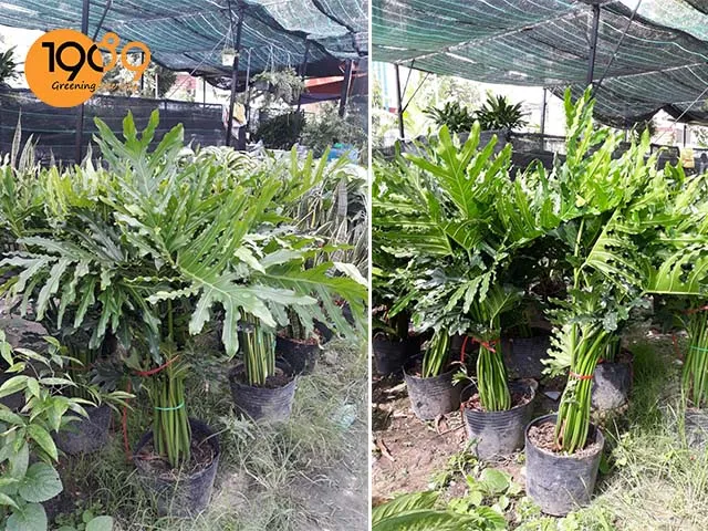 cây trầu bà thanh xuân ngoài vườn