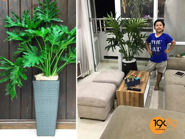 cây trầu bà thanh xuân trog phòng khách