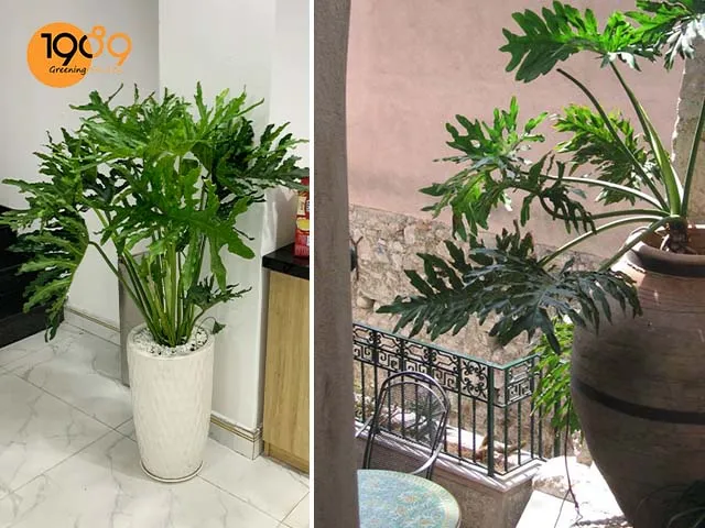 cây trầu bà thanh xuân trong văn phòng và ngoài ban công