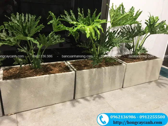 Cây trầu bà thanh xuân lá xanh mát quanh năm