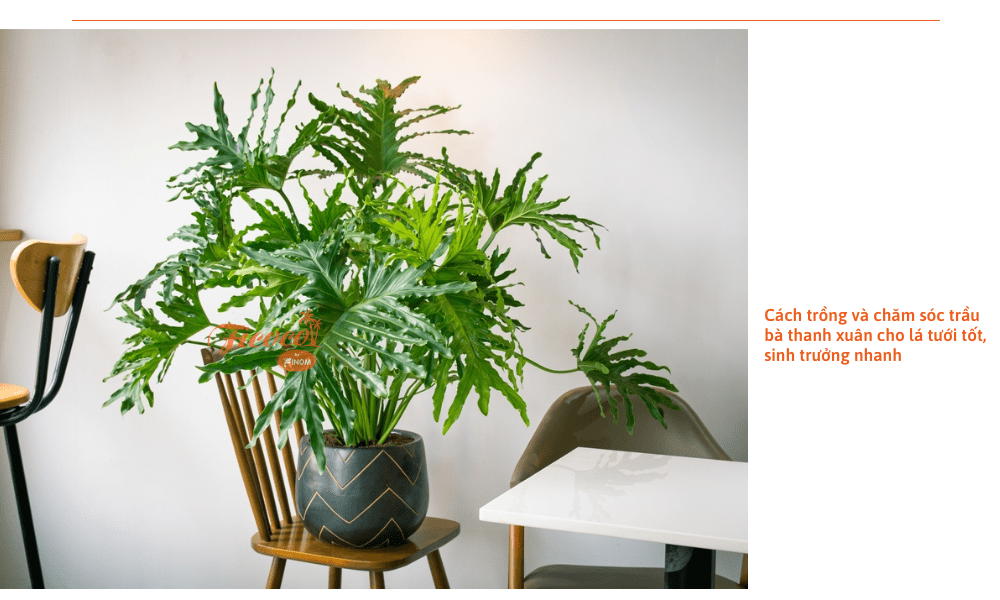 cay-trau-ba-thanh-xuan