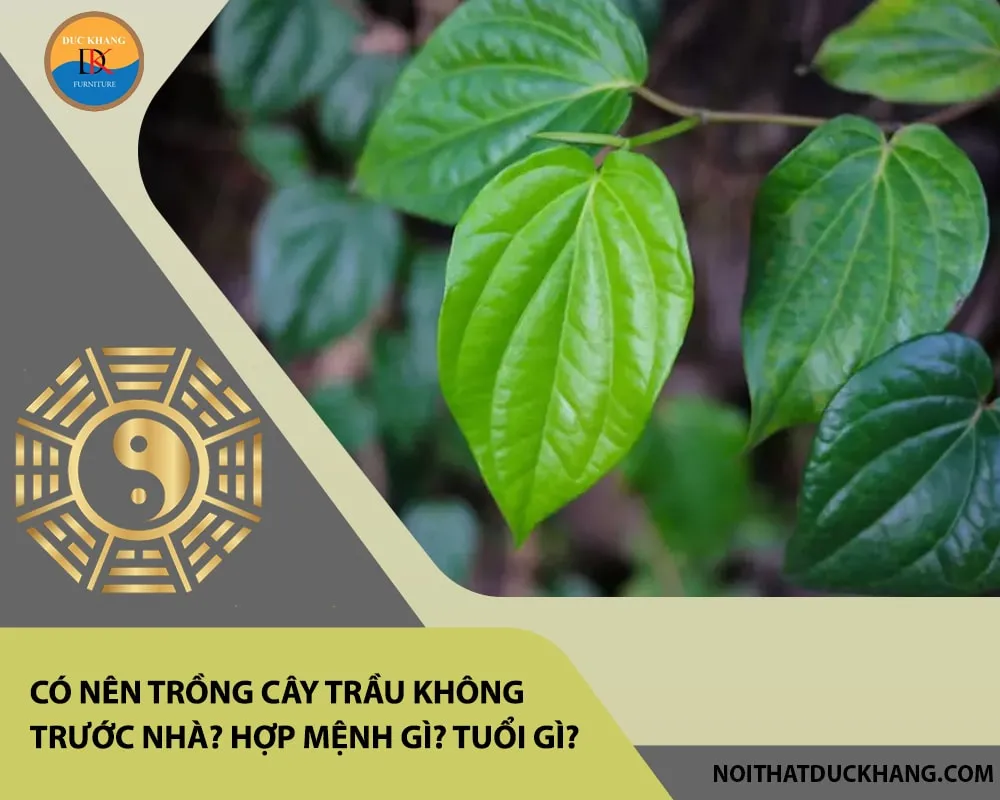 Lá trầu không mang hình trái tim tượng trưng cho sự gắn kết và may mắn trong phong thủy