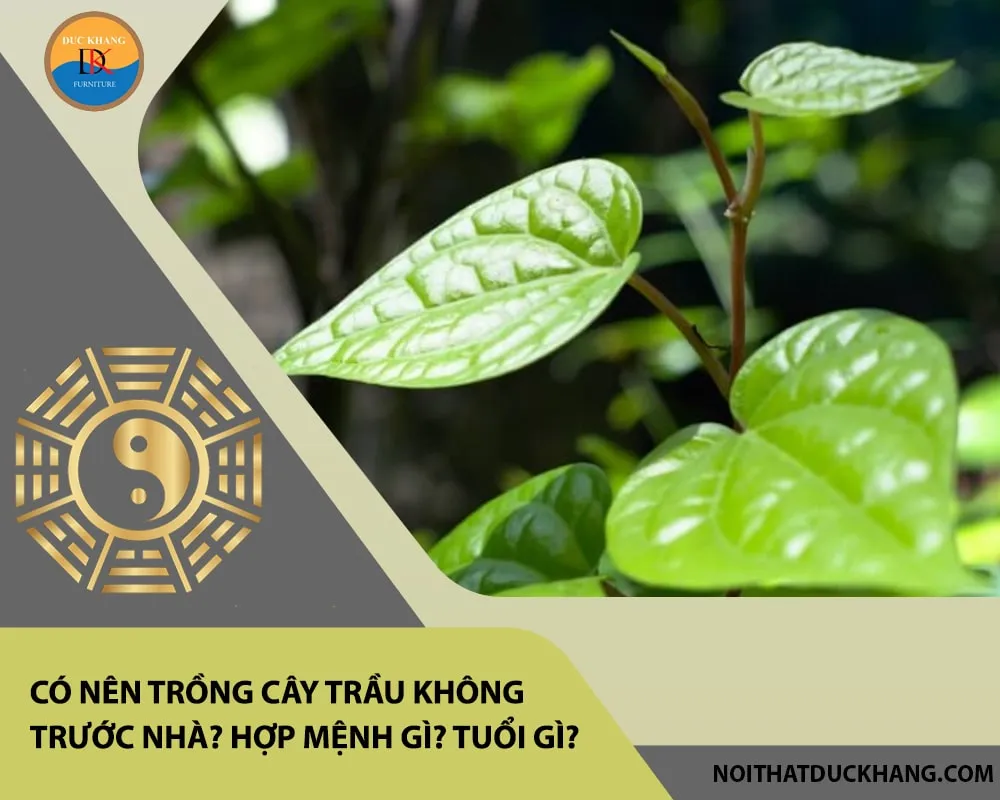 Hình ảnh cây trầu không leo bám tự nhiên giúp tạo mảng xanh mát mắt cho không gian