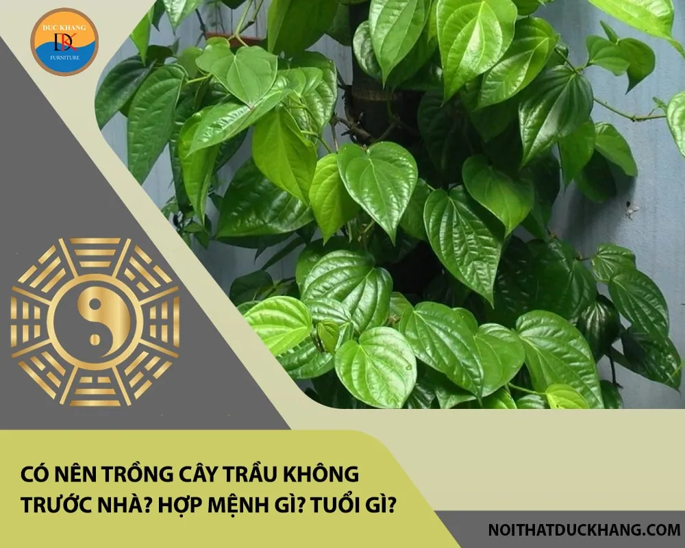 Cây trầu không phát triển xanh tốt là dấu hiệu của sự thịnh vượng và tài lộc dồi dào