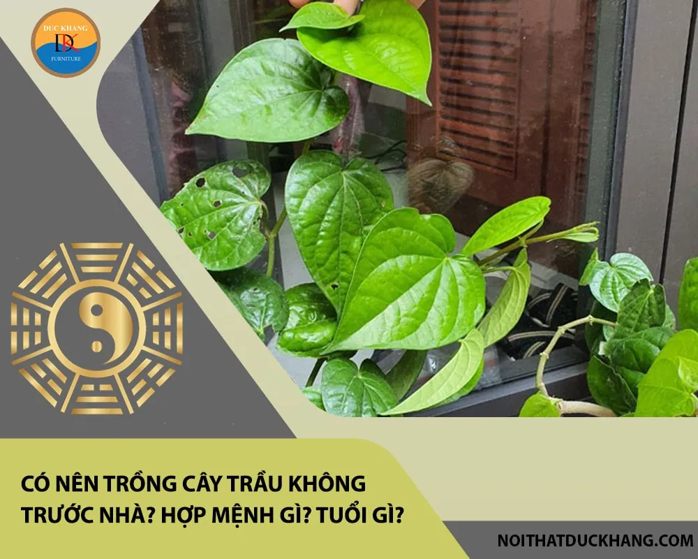 Bố trí cây trầu không ở vị trí hợp lý giúp ngôi nhà thêm phần sinh động và chuẩn phong thủy