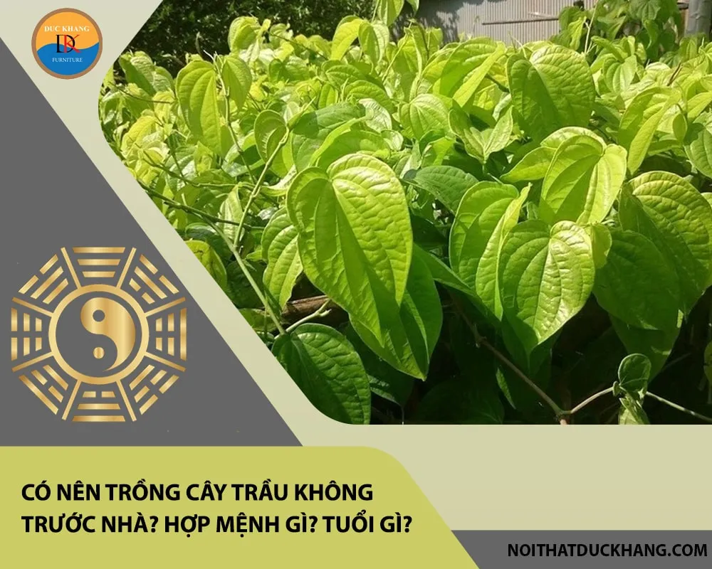 Kỹ thuật trồng cây trầu không đơn giản giúp cây nhanh chóng bám giàn và leo cao