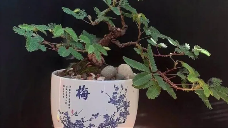 Hoa trinh nữ bonsai với tán lá xanh mướt và hoa tím nhạt