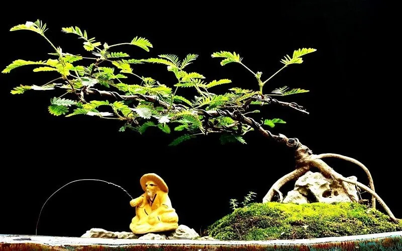 Hoa trinh nữ bonsai dáng nghiêng với tán lá xanh tươi