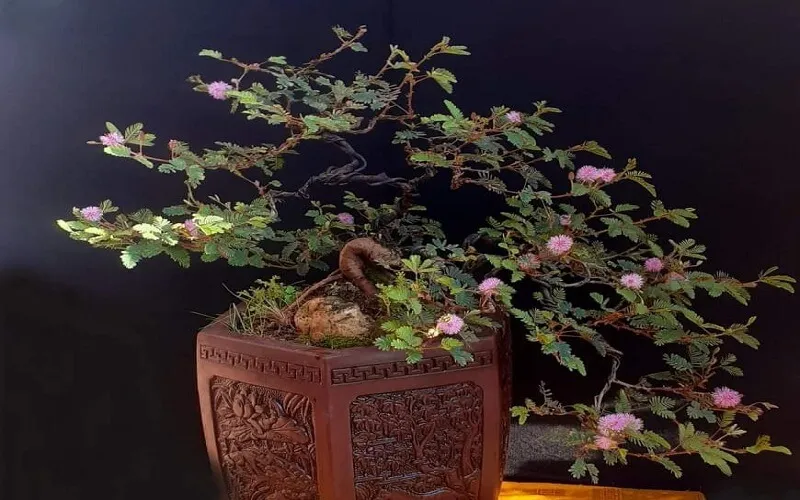 Chậu hoa trinh nữ bonsai với hoa tím nở rộ