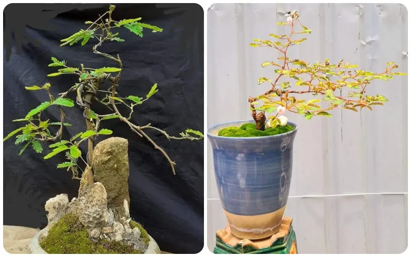 Bonsai hoa trinh nữ dáng thác đổ trên giá gỗ